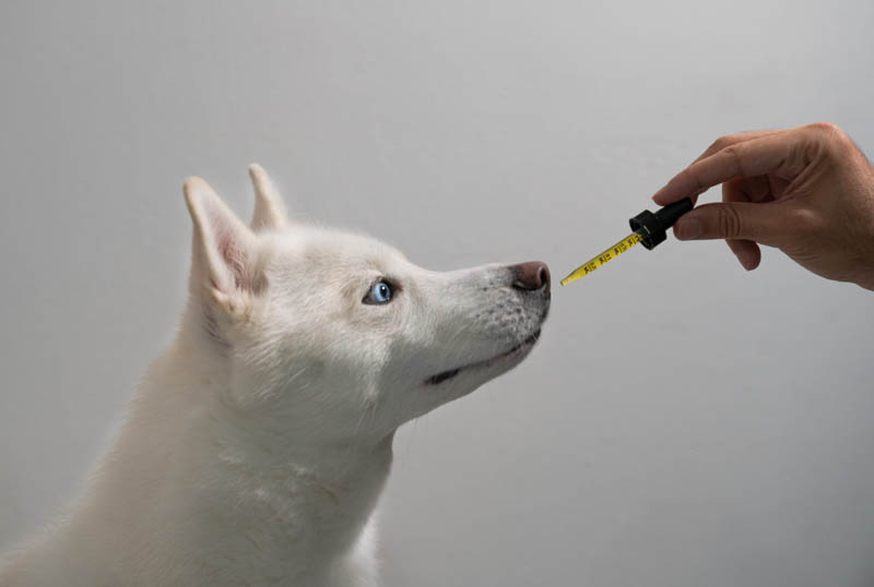 Why Your Doggy is Ready for CBD Oil - CBD Articles - Mindful Medicinals Sarasota