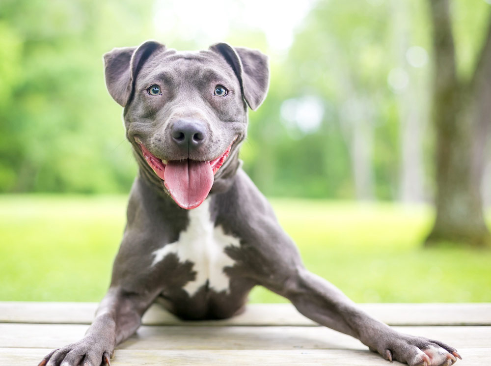 The Many Benefits of CBD For Pets