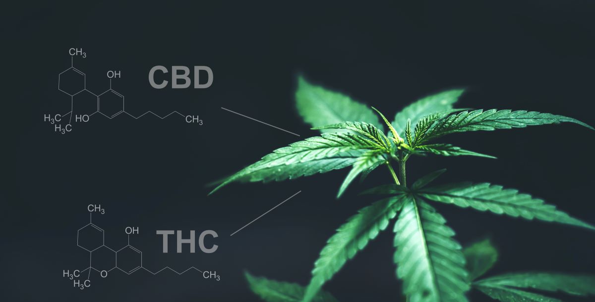 Where Does CBD Come From?