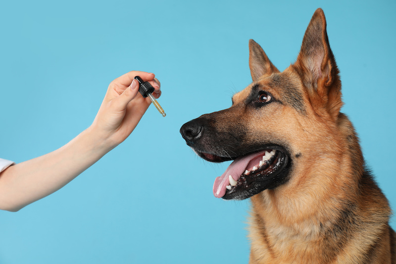 How Much CBD for Dogs? A Dog Owner’s Guide to CBD
