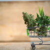 Buying CBD & THC products online